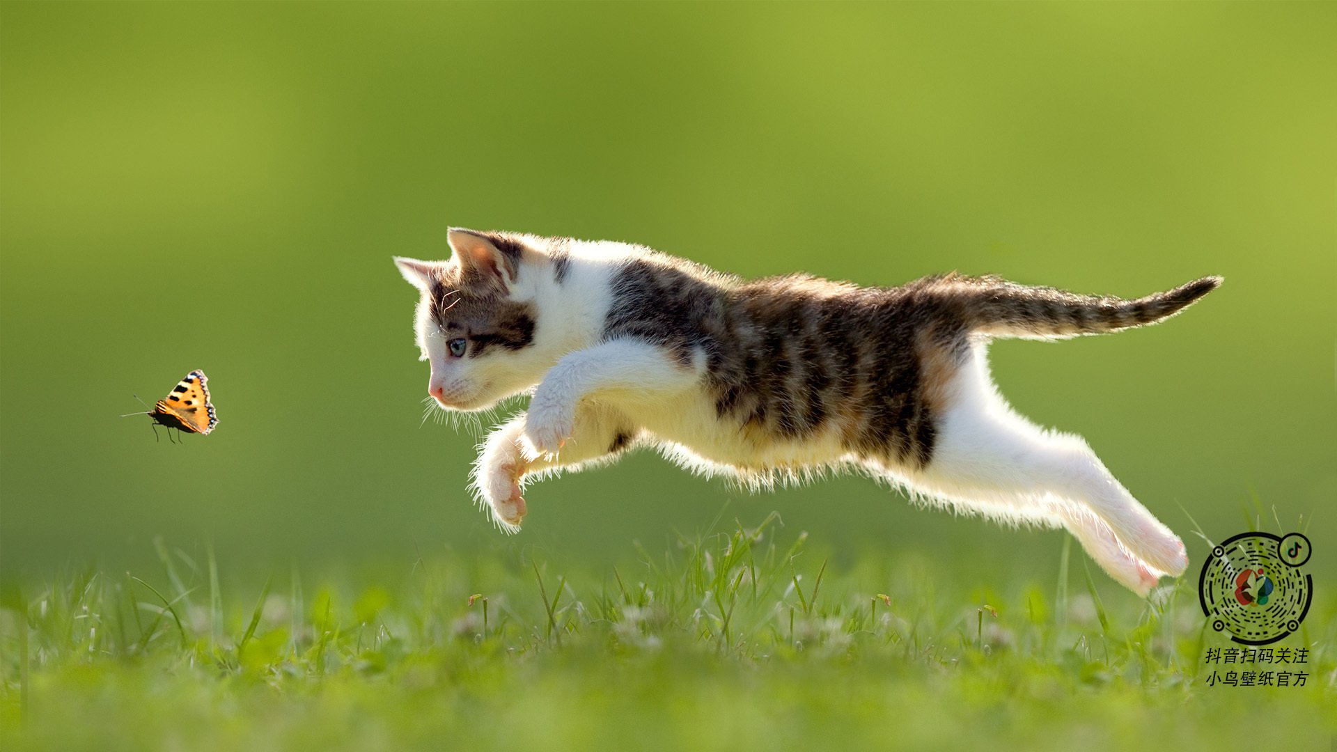 世界极限飞盘大赛,团队合作挑战极限,极限飞盘比赛规则视频