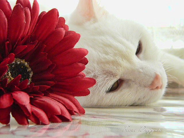 中国女篮教练团队不断壮大,战术革新备受期待,中国女蓝教练团队