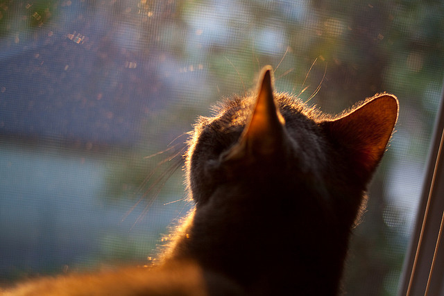 “历史精彩：联盟历史上的精彩比赛大比拼”，联盟历史前十